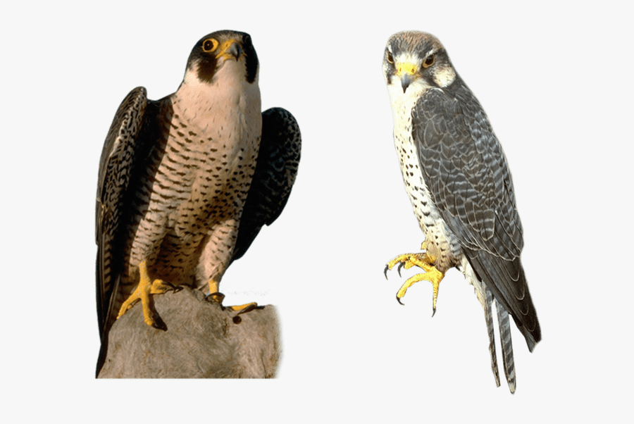 American Peregrine Falcon - Peregrine Falcon No Background, Transparent Clipart
