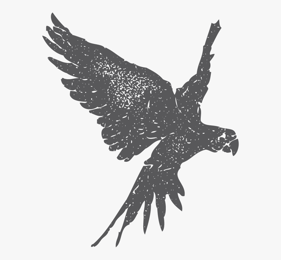 Northern Harrier, Transparent Clipart
