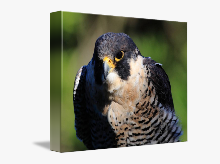 Peregrine Falcon Png Transparent - Hawk, Transparent Clipart