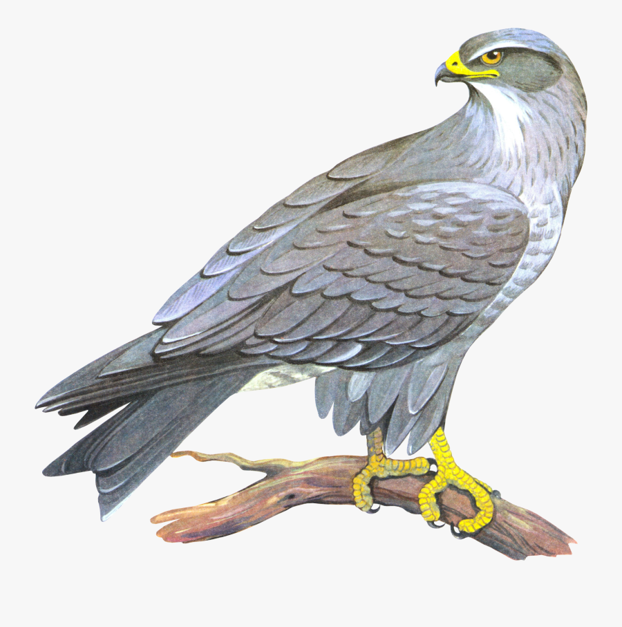 Transparent Falcon Flying Clipart - Falcon Png, Transparent Clipart