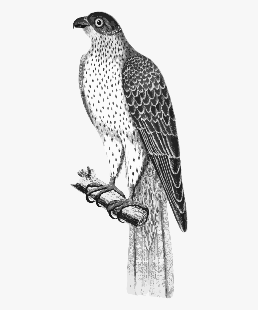 Falco Umbrinus - Red-tailed Hawk, Transparent Clipart