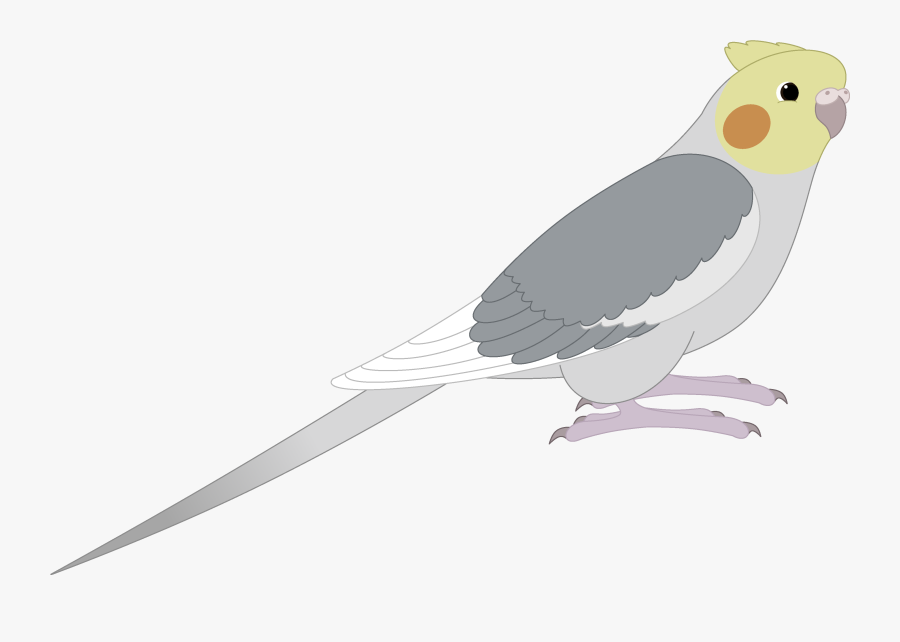 Cockatiel, Transparent Clipart