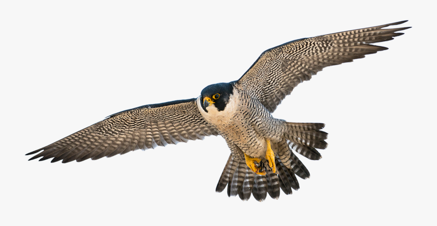 Hawk, Transparent Clipart