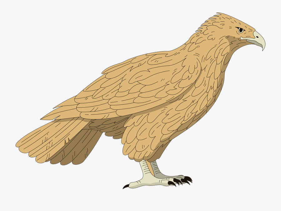 Falcon, Bird, Brown, Wings, Feathered, Feathers - Şahin Png, Transparent Clipart