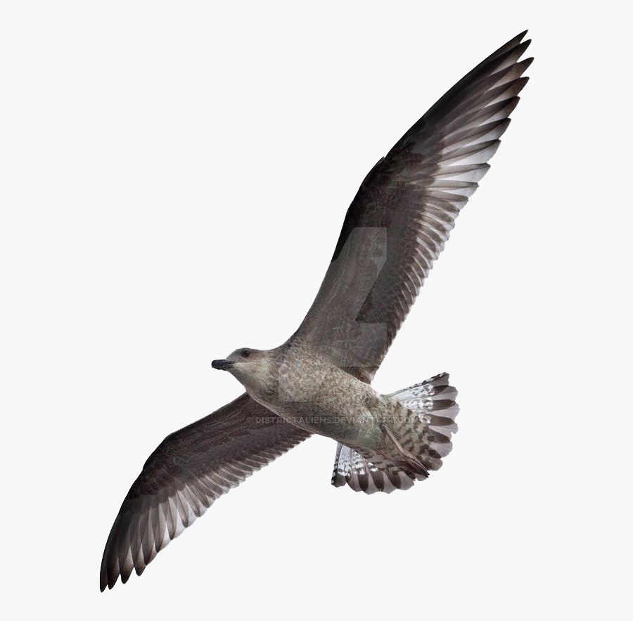 Bird From Worms Eye View, Transparent Clipart