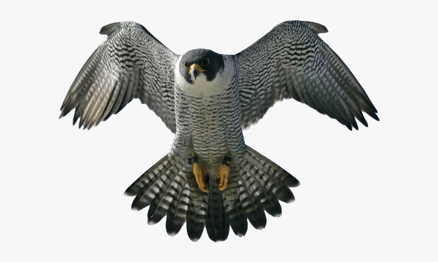 Peregrine Falcon Best, Transparent Clipart