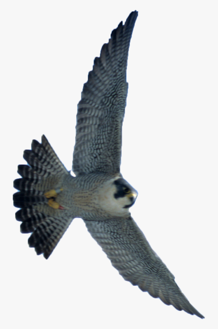 Transparent Peregrine Falcon Png - Peregrine Falcon Diving Png, Transparent Clipart