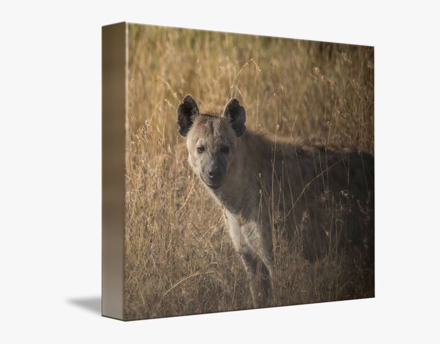 Clip Art Hyena Photography - Spotted Hyena, Transparent Clipart