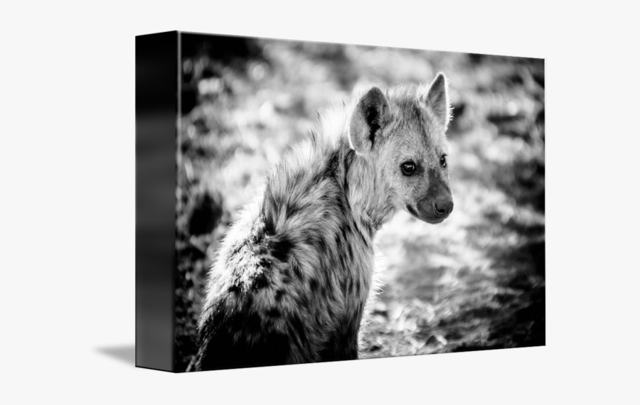 Clip Art Spotted Ii By Beth - Spotted Hyena, Transparent Clipart