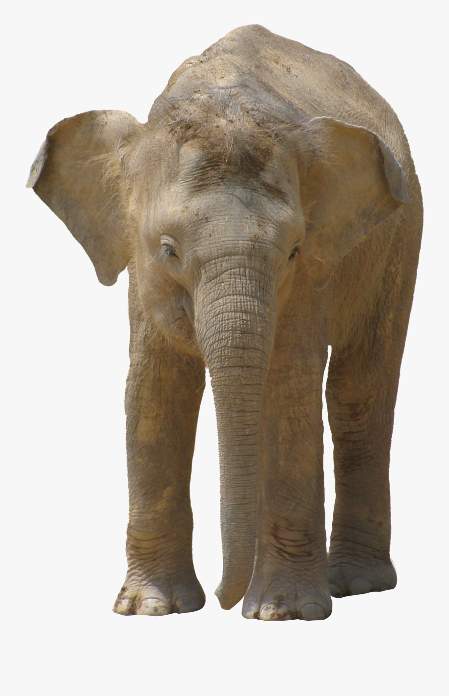 Elephant Png - Trompa De Elefante Png, Transparent Clipart