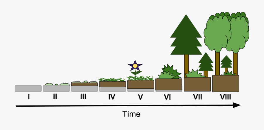 Primary Succession Drawing - Primary Succession Biology, Transparent Clipart