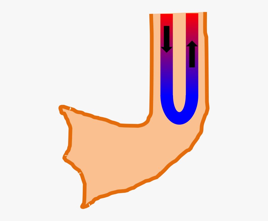 Drawn Feet Duck, Transparent Clipart