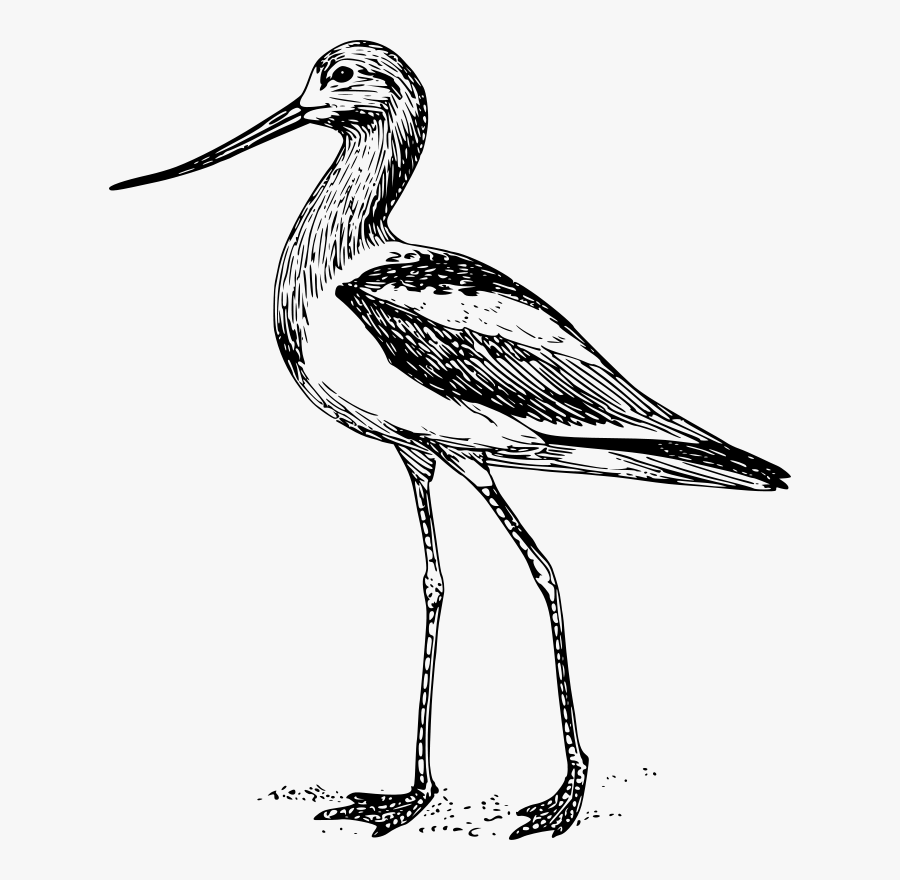 Avocet - Avocet Black And White, Transparent Clipart