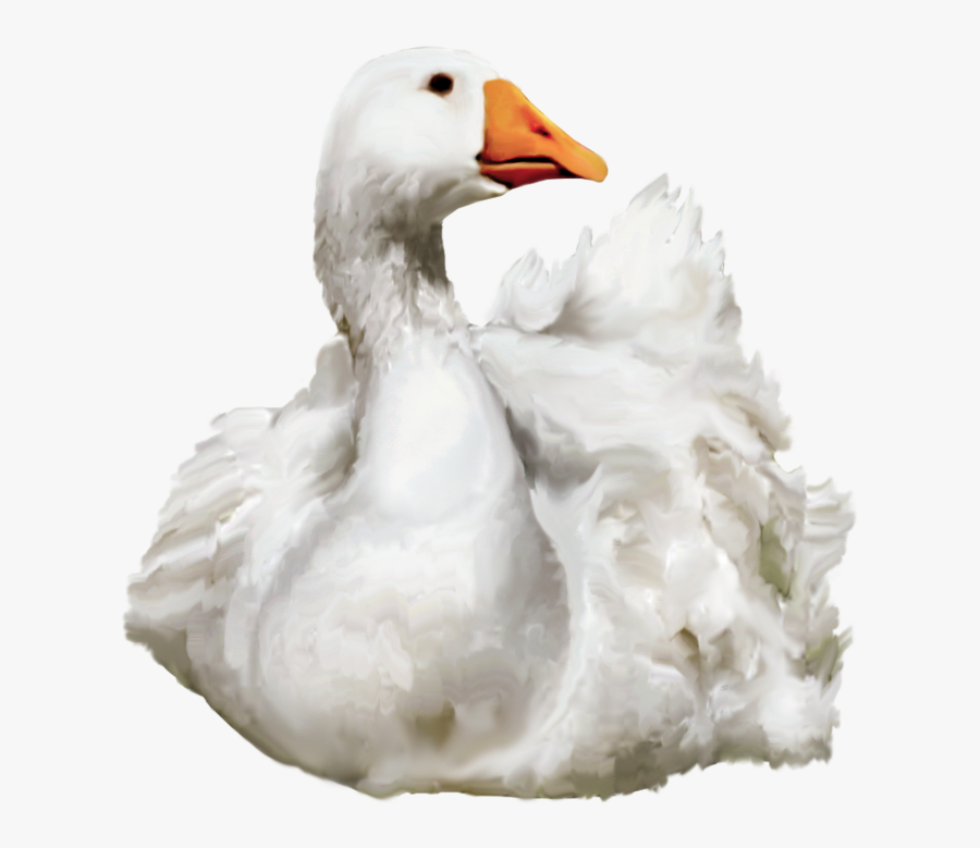 Duck Png - Water Duck Png, Transparent Clipart