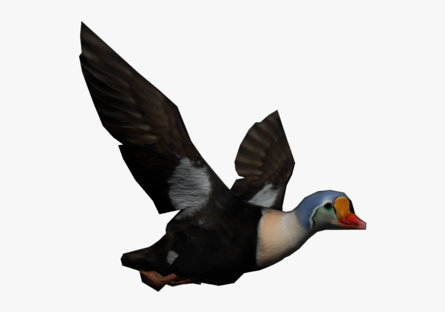 Mallard, Transparent Clipart