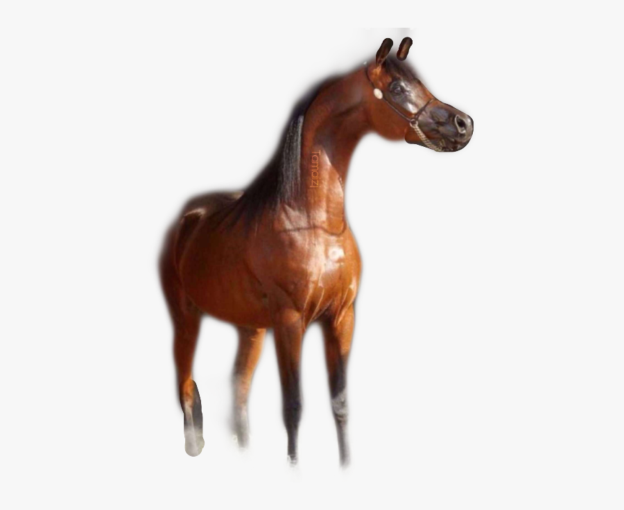 Transparent Trojan Horse Clipart - Sorrel, Transparent Clipart