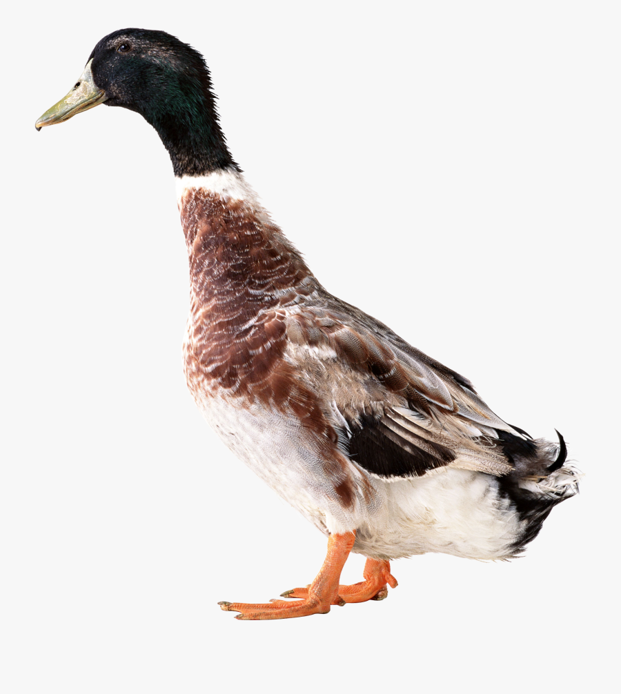 Duck Png, Transparent Clipart