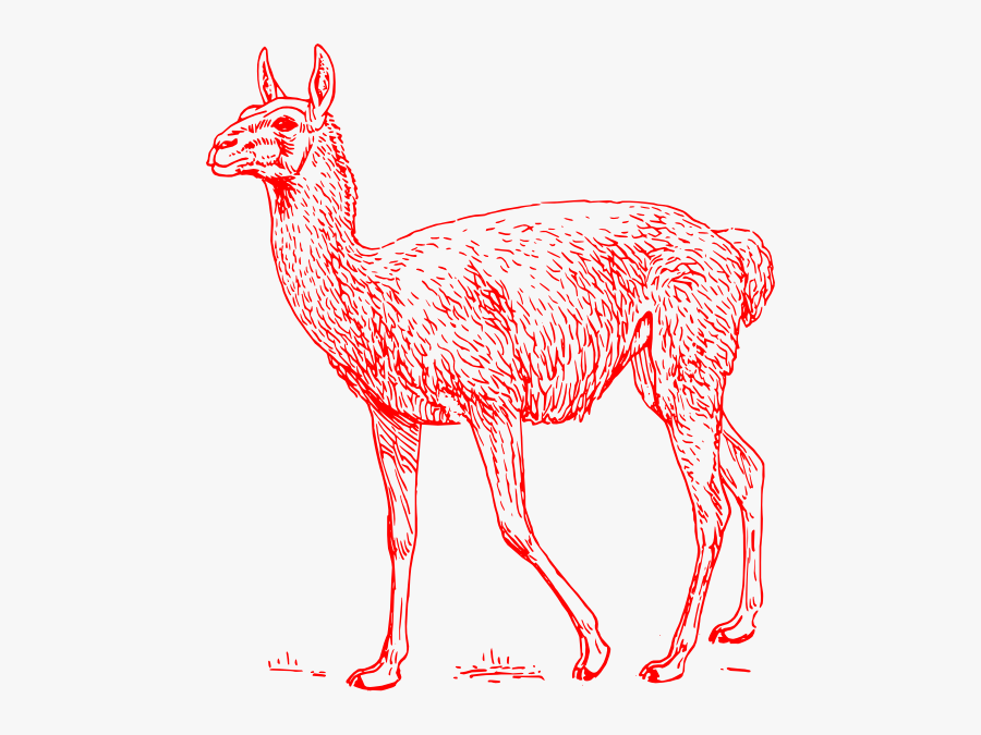 Guanaco Clipart, Transparent Clipart