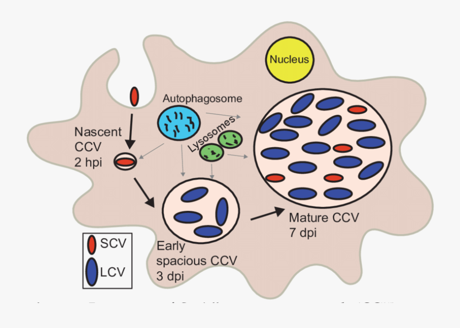 Transparent Vacuole Png - Coxiella Burnetii Lcv Scv, Transparent Clipart
