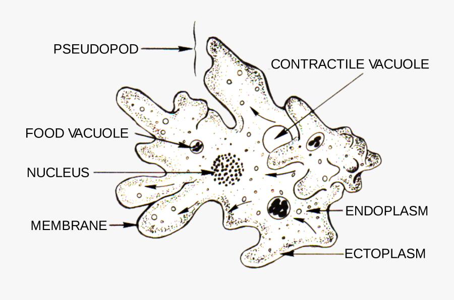 Clip Art Amoeba Pictures - Excretory Organ Of Amoeba, Transparent Clipart