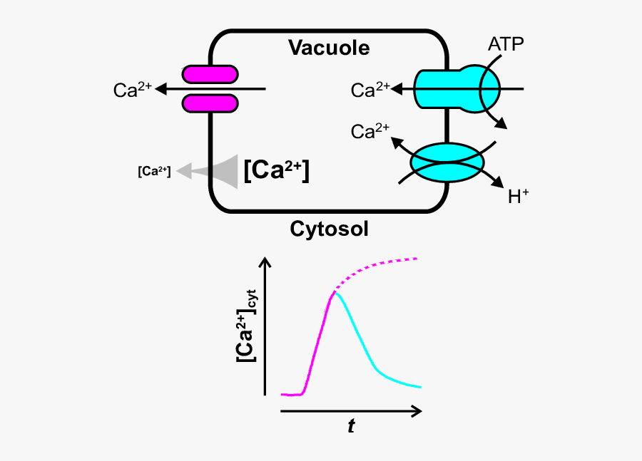 How The Vacuole May Shape Transient Changes In Cytosolic - Ca2+ Gradient, Transparent Clipart