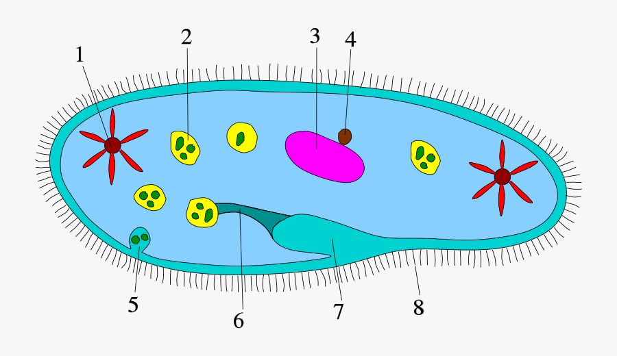Ciliophora Diagram, Transparent Clipart