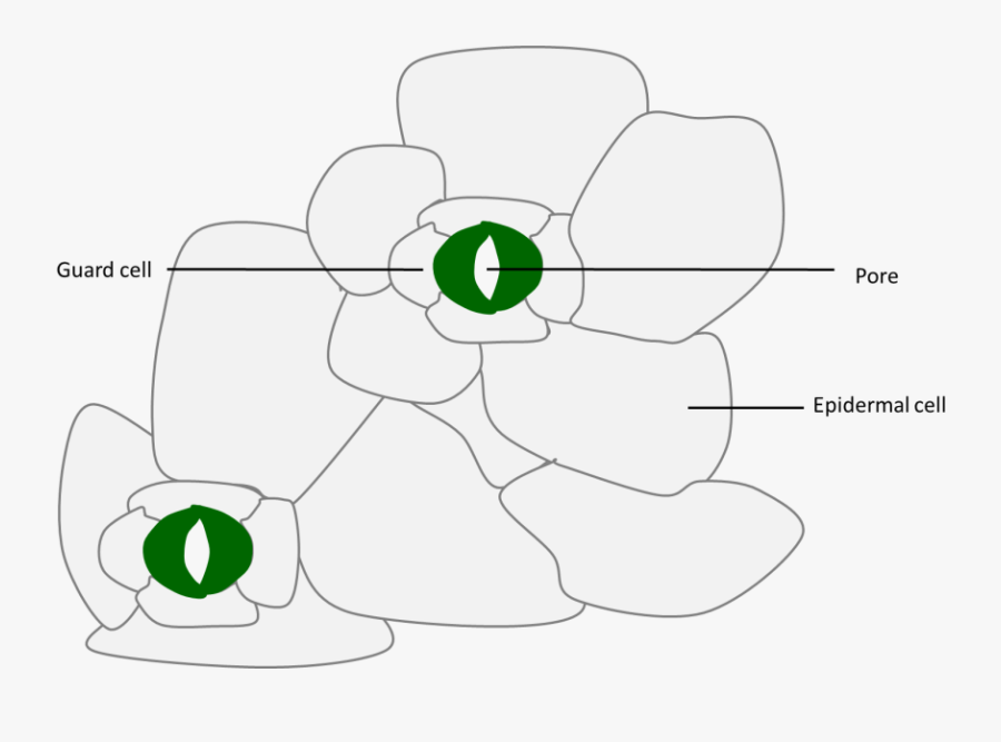 Label Clipart Plant Cell, Transparent Clipart