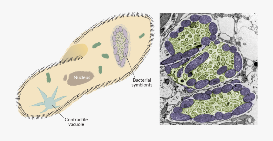 Diagram Of A Ciliate That Hosts Different Kinds Of - Inside Of A Protist, Transparent Clipart