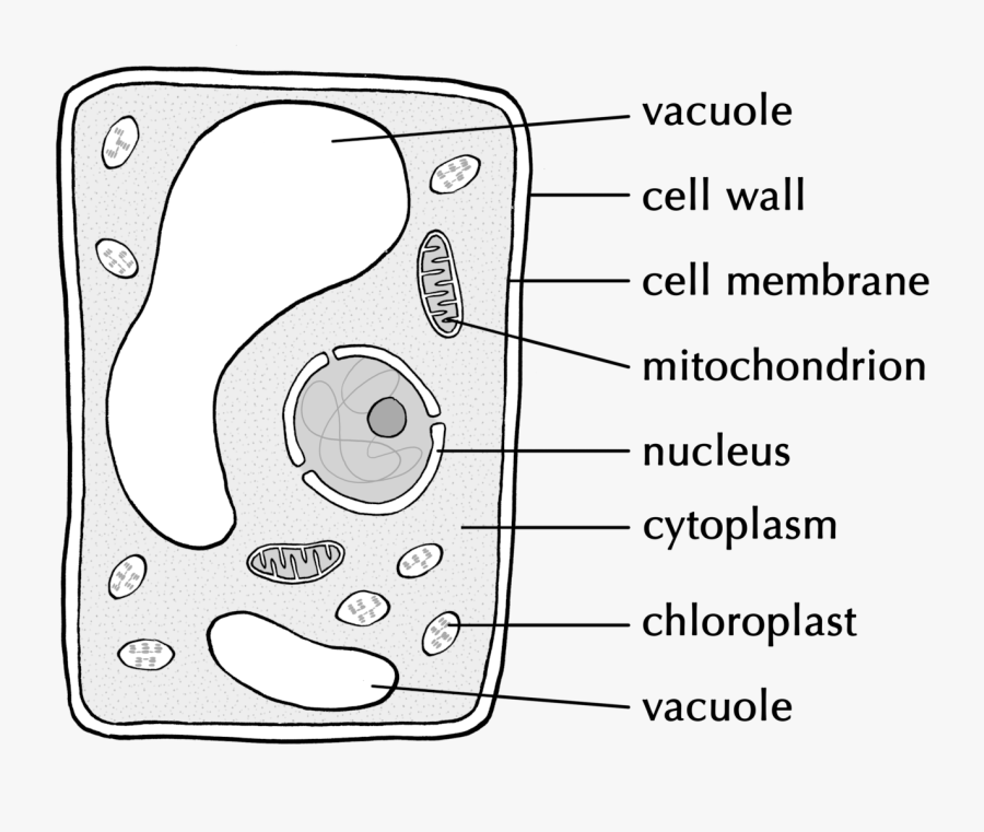 Transparent Vacuole Png - Feature Phone, Transparent Clipart