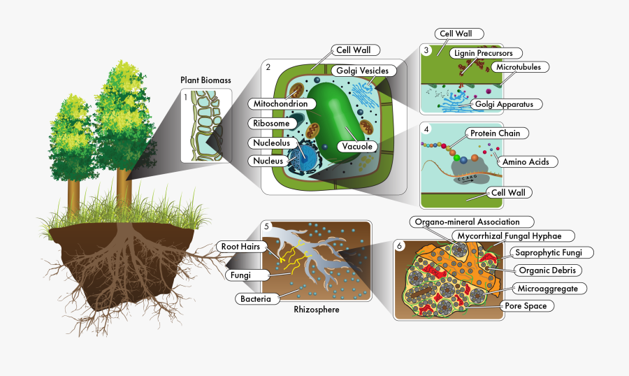 Transparent Vacuole Png - Community Interactions Tree Map, Transparent Clipart