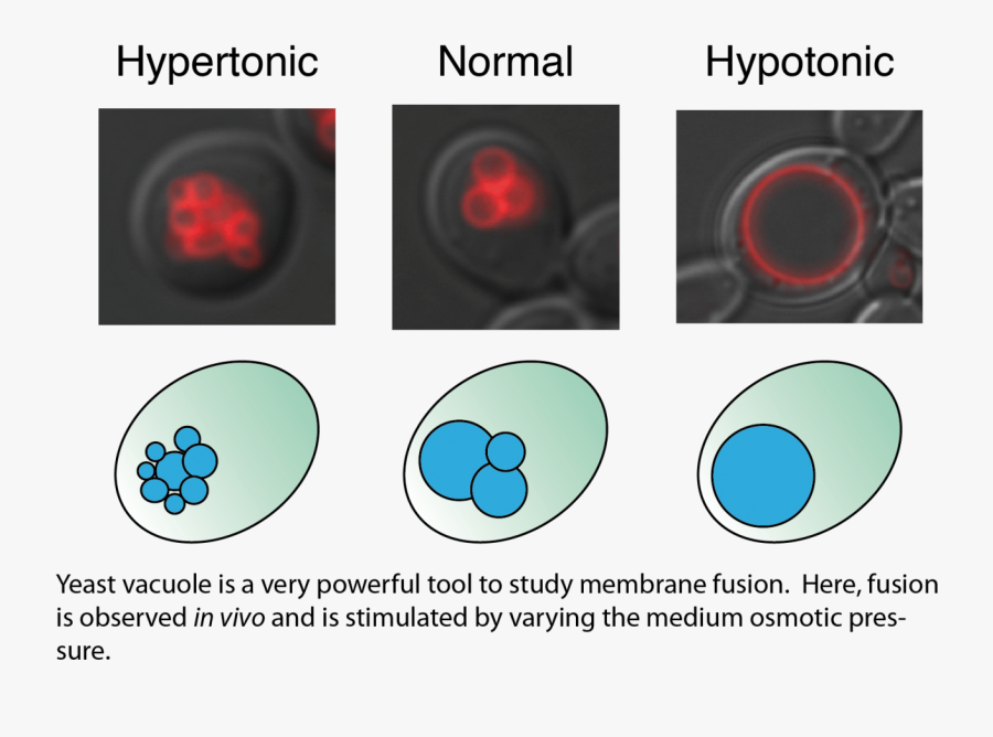 Membrane Trafficking-snare Activation - Circle, Transparent Clipart
