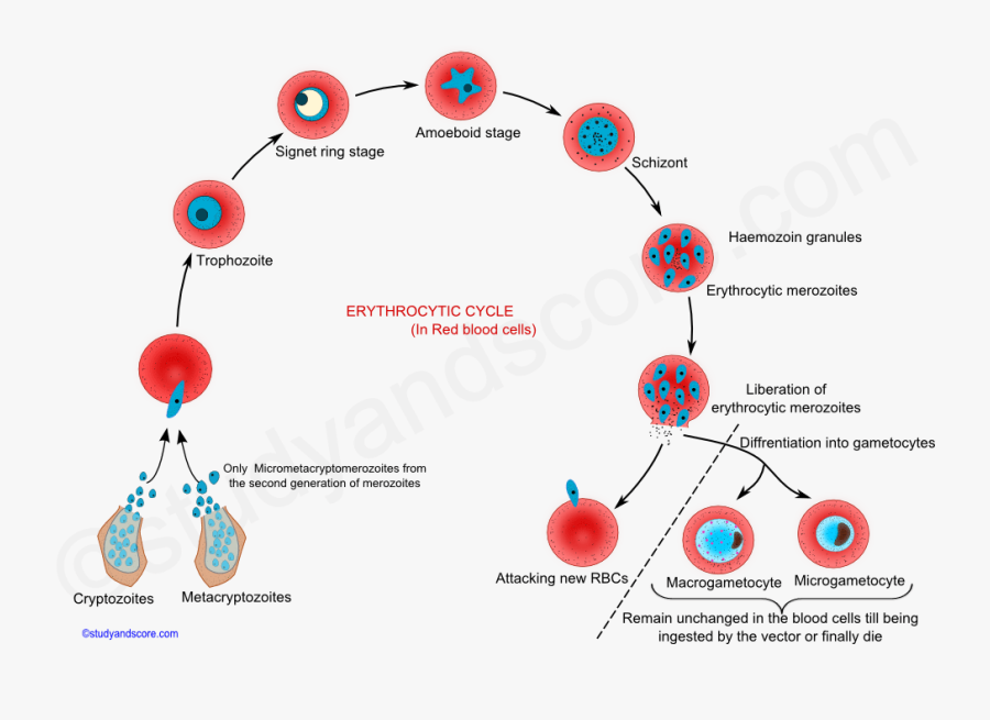 Transparent Vacuole Png - Erythrocytic Cycle Of Plasmodium, Transparent Clipart
