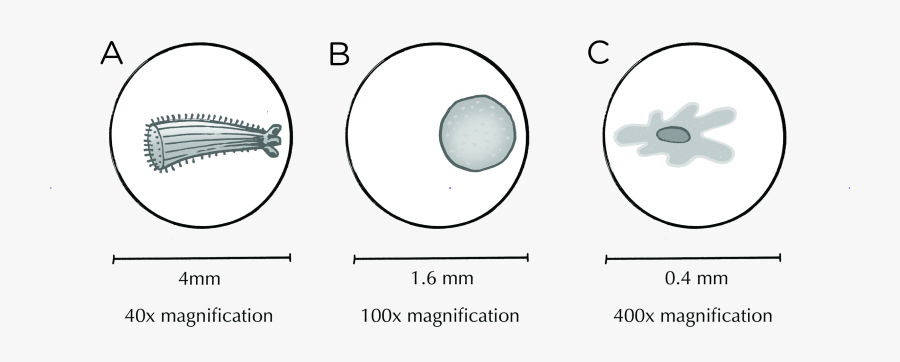 Transparent Vacuole Png - Circle, Transparent Clipart