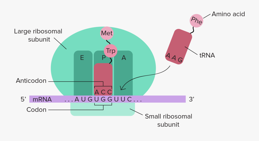 Jpg Free Library Ribosome Drawing Easy - Transcription And Translation Of Dna Diagram Labeled, Transparent Clipart