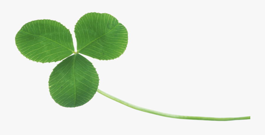 Three Leaf Clover Png - Real Clover Png, Transparent Clipart
