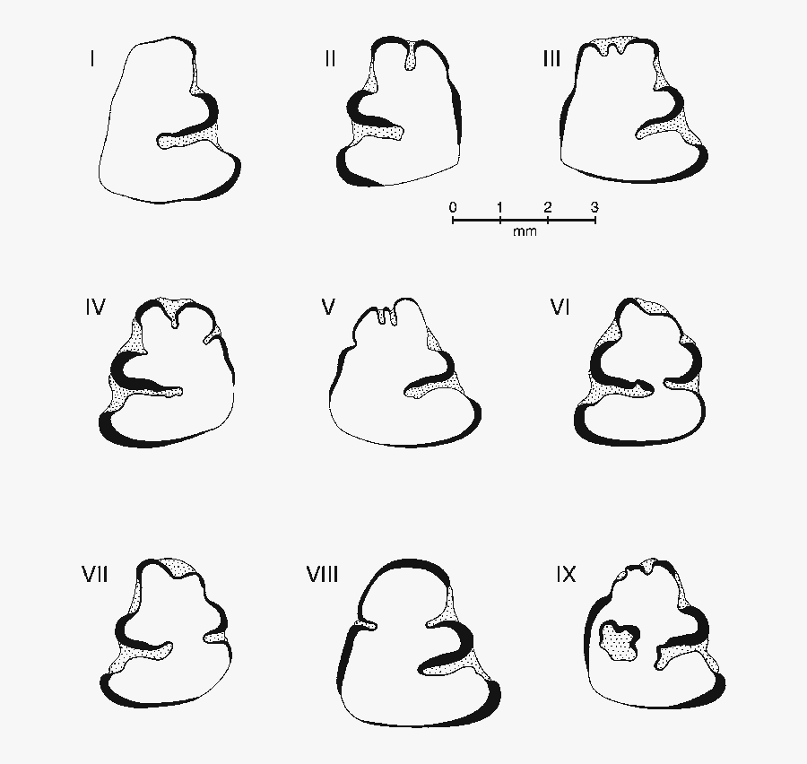 3 Camera Lucida Drawings Of Serengetilagus Praecapensis - Line Art, Transparent Clipart