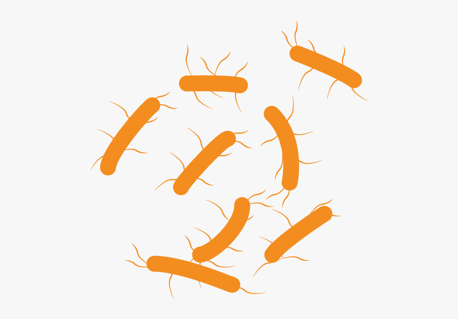 Bacterie - Bacterie Png, Transparent Clipart