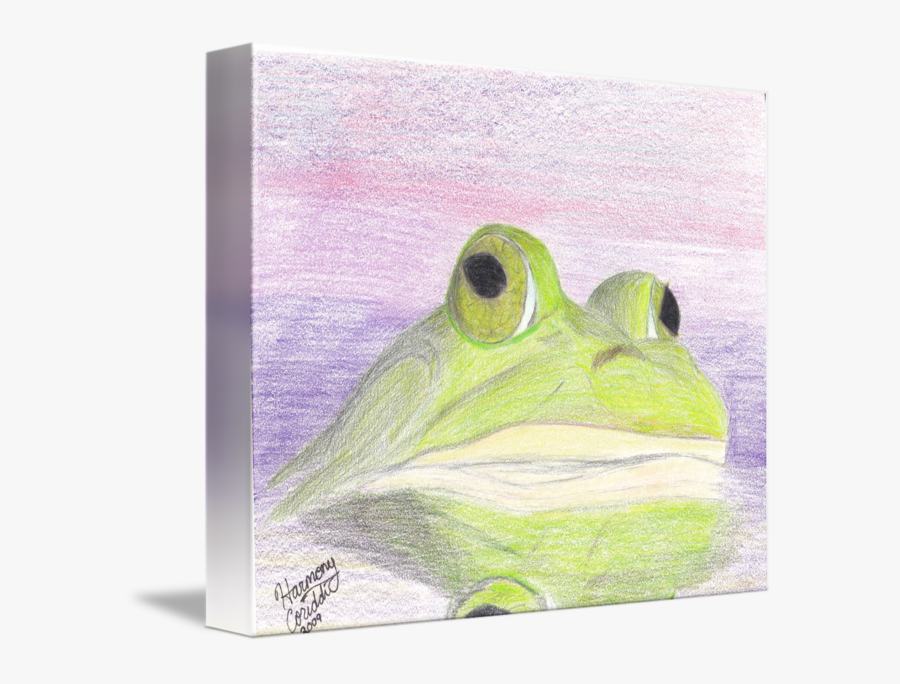 A Bull Frog At Sunrise By Harmony Coriddi - Toad, Transparent Clipart