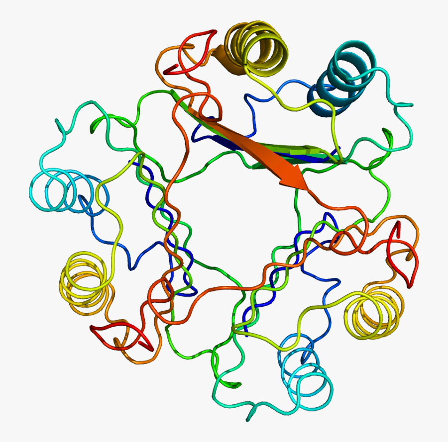 Mif Enzyme - Macrophage Migration Inhibitory Factor, Transparent Clipart