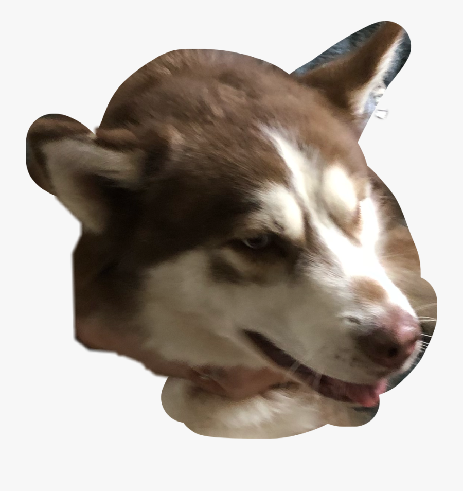 Husky Clipart Brown Husky - Sakhalin Husky, Transparent Clipart