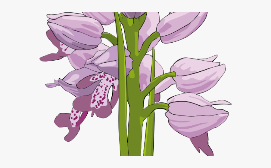 Daffodils Clipart Orchid - Orchids, Transparent Clipart