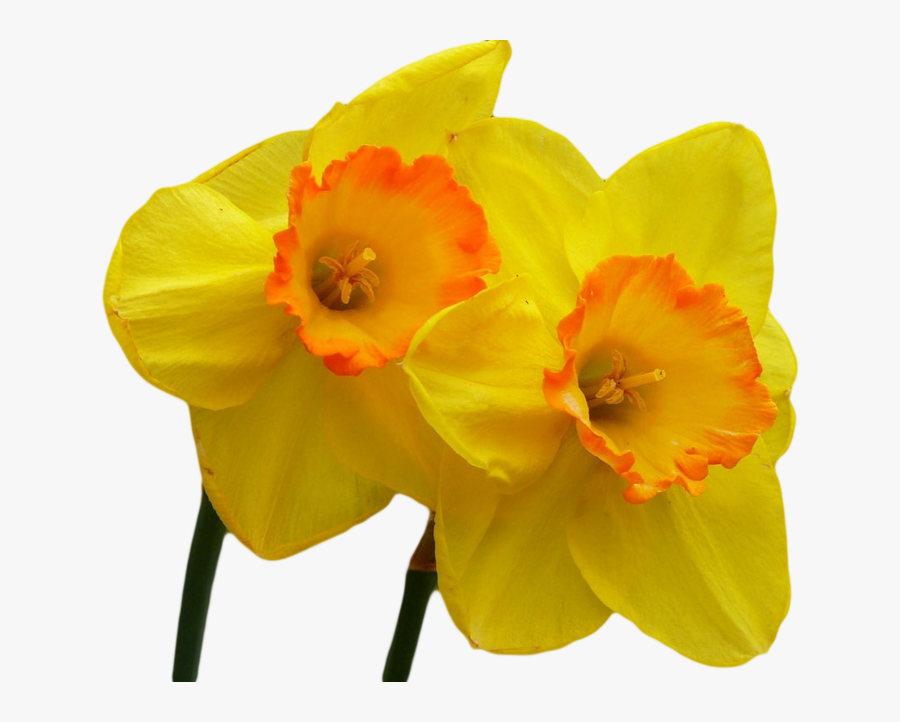 Clip Art Orange Daffodils - Paperwhite, Transparent Clipart