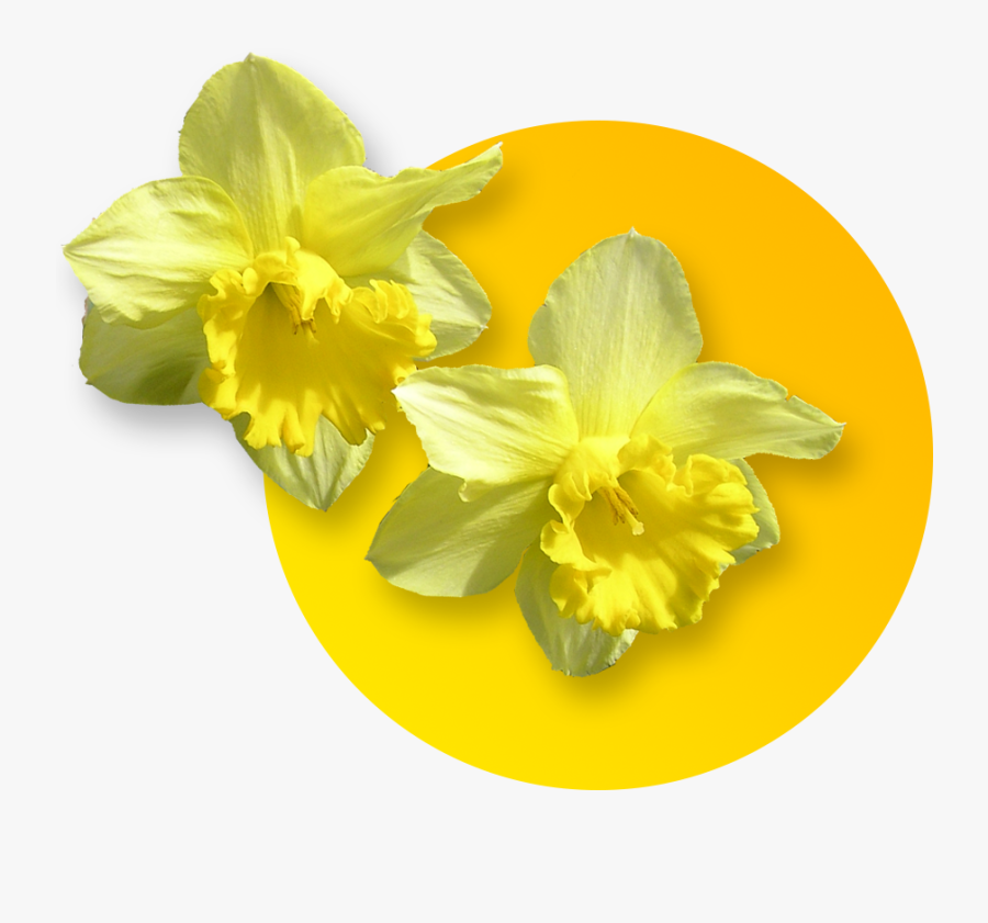 Daffodil Clipart Wind - Flor De Cerezo Dibujo, Transparent Clipart