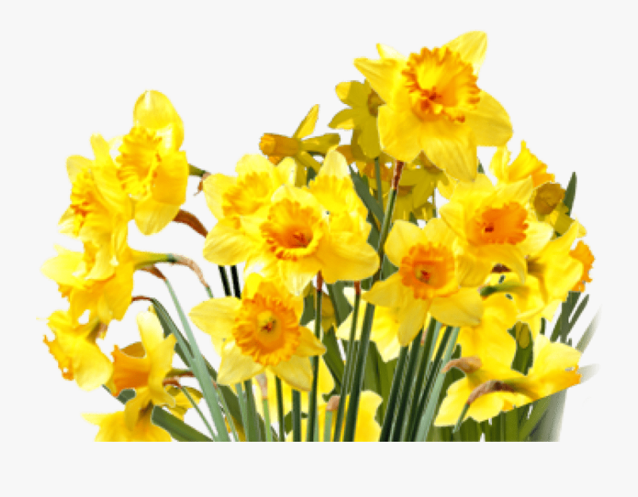Daffodils Png Transparent Images - Transparent Background Daffodils Png, Transparent Clipart