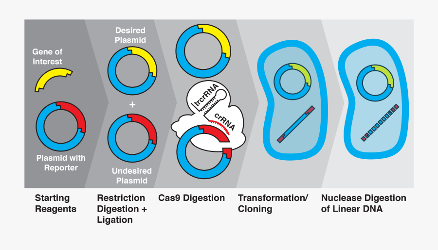 Transparent Microbiology Clipart - Methods In Gene Cloning, Transparent Clipart