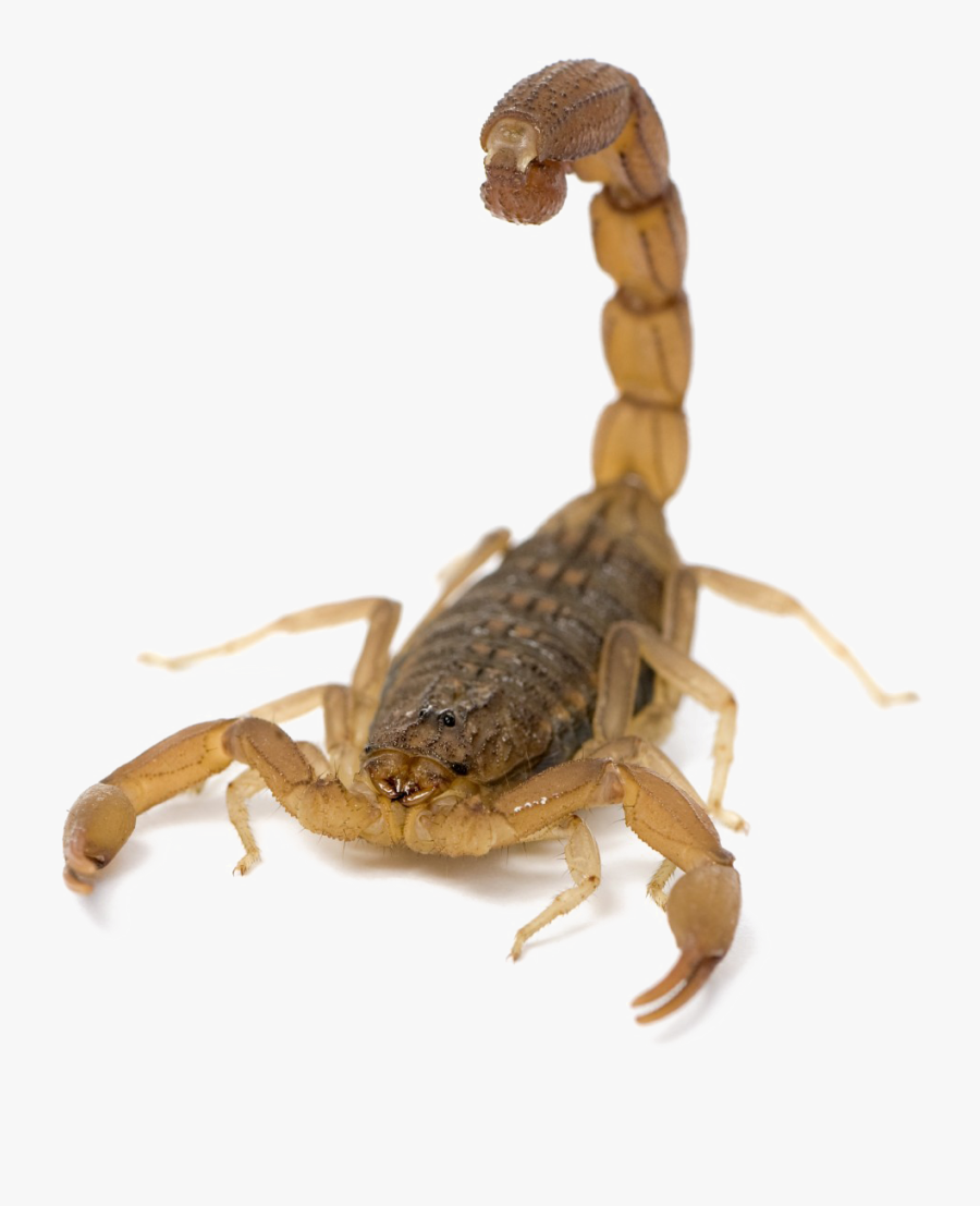 Scorpion Png Picture - Scorpion White Background, Transparent Clipart