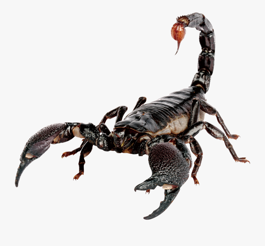 Clip Art Emperor Scorpion Sting House - Transparent Scorpion Png , Free