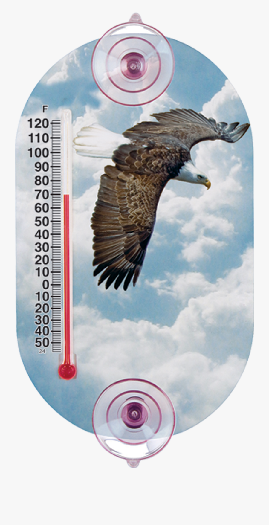 Transparent Soaring Eagle Png - Hawk, Transparent Clipart