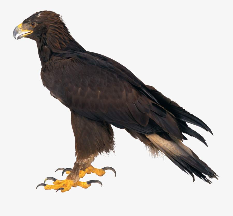 Eagle Png Image, Free Download - Golden Eagle With No Background, Transparent Clipart