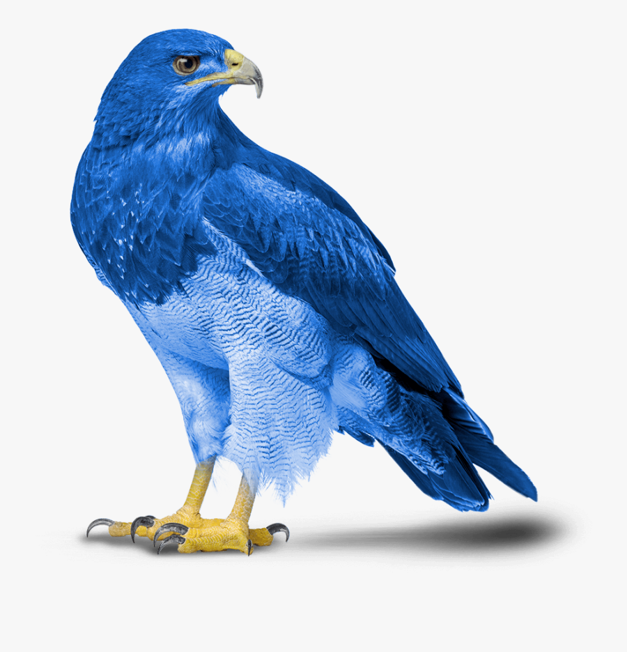 Helping Your Business Soar - Eagle, Transparent Clipart